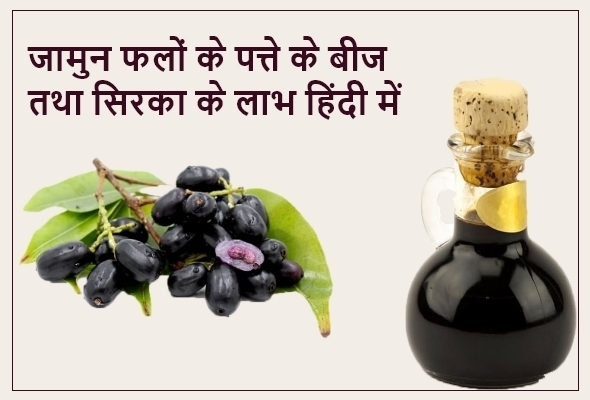 जामुन फलों के लाभ हिंदी में Jamun fruit leaf seed sirka benefits in Hindi