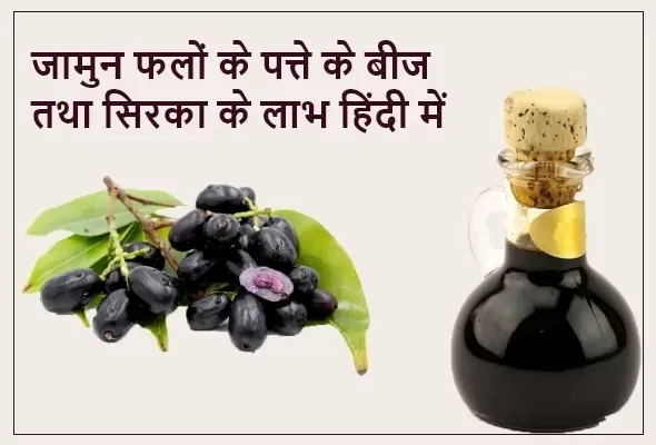 jamun black plum leaf seed sirka benefits