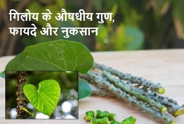 Giloy Uses and Benefits