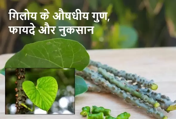 Giloy Uses and Benefits