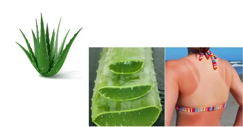 aloe vera gel benefits