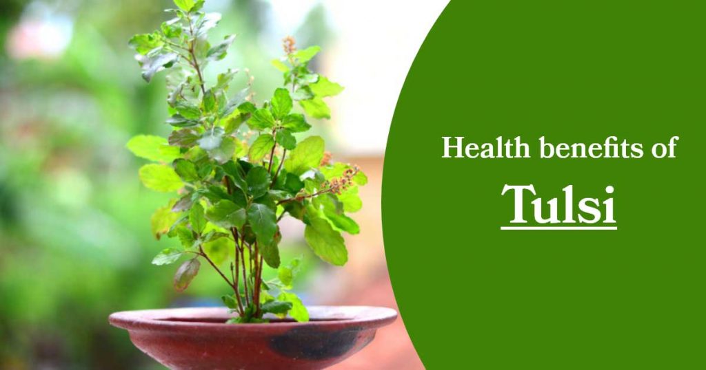 Health benefits of tulsi leaves