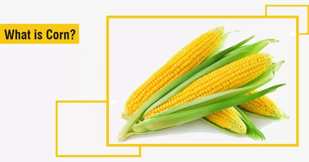Meaning of Corn